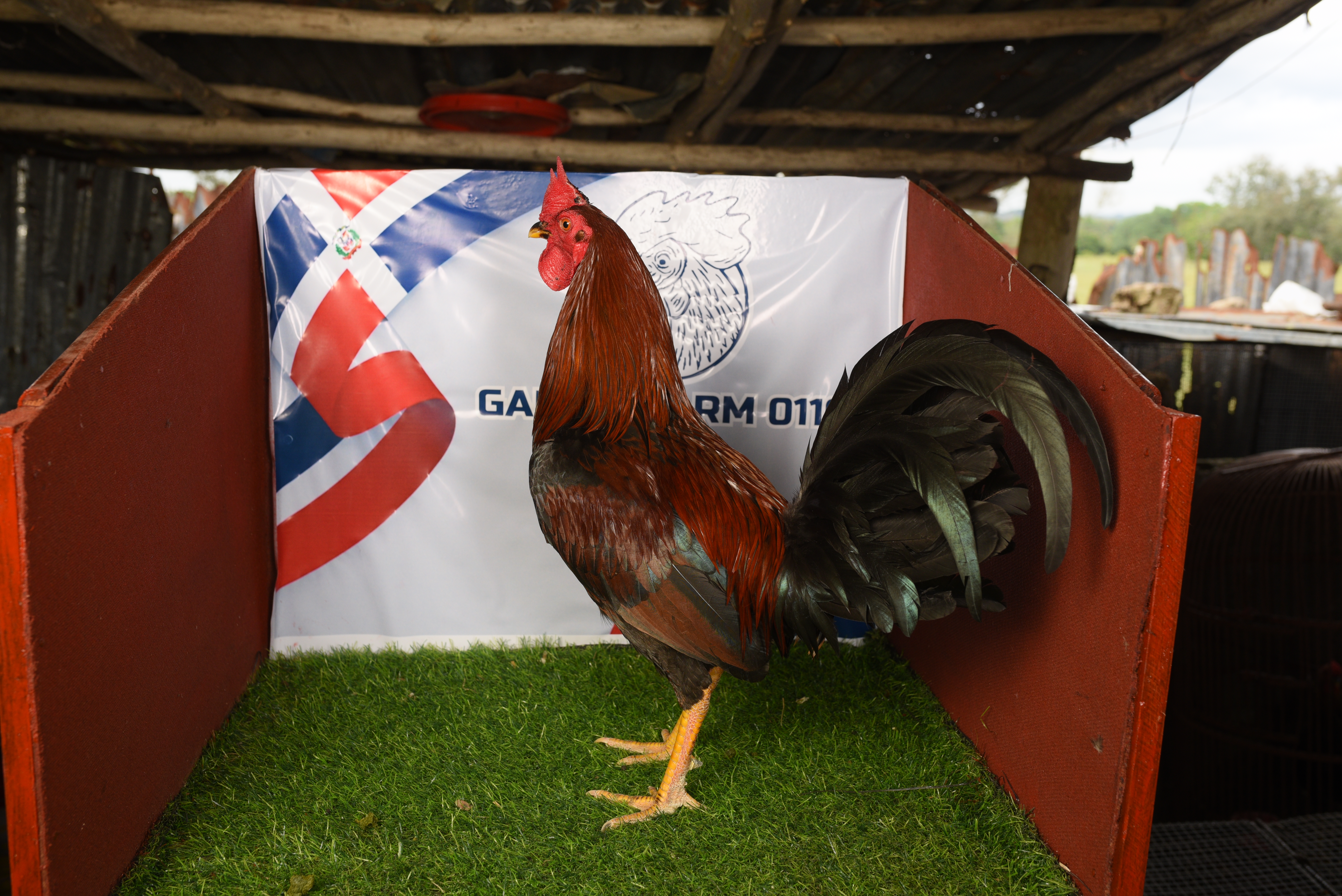 Gallina seleccionada